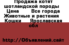 Продажа котят шотландской породы › Цена ­ - - Все города Животные и растения » Кошки   . Ярославская обл.
